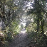 Dans les bois du Pavillon